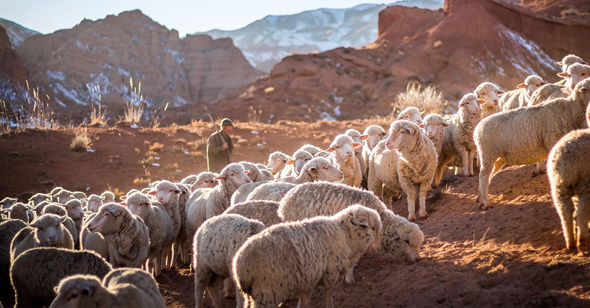 Shepherding the Flock - Godward God